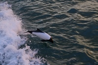 die Commerson-Delfine sind pfeilschnell